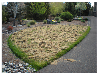 DeThatch and Aeration
